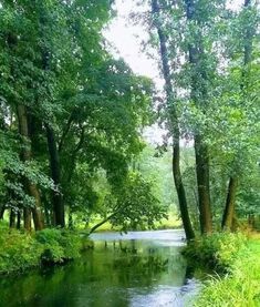 a river running through a lush green forest filled with lots of tall grass and trees