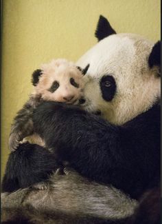 two panda bears cuddle together on the back of a chair in front of a yellow wall