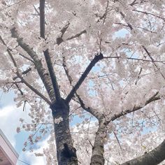 a tree with white flowers in front of a building