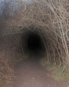 a dark tunnel in the middle of some trees with no leaves on it and one light at the end