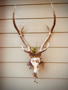 a deer's head mounted on the side of a building with plants growing out of it