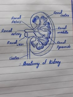 diagram of the anatomy of kidney on lined paper with blue marker writing in english and spanish