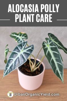 a close up of a plant with the words caring for alocasia plants on it