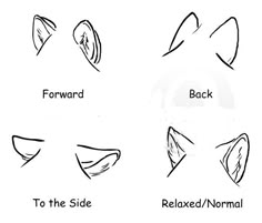 four different types of shapes and sizes of the nose to be used in this drawing