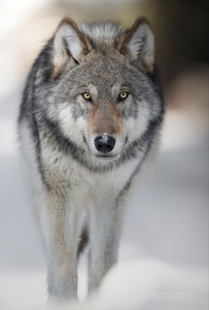 a wolf is walking through the snow