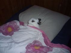 a small white dog laying on top of a bed covered in pink and white sheets