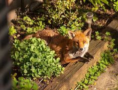 a red fox laying on the ground next to some bushes and plants with a water faucet in it's mouth