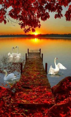 swans are swimming on the water near a dock at sunset or dawn with red leaves in the foreground