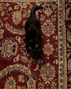 a black cat standing on top of a red rug