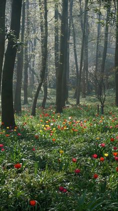 the sun shines through the trees and flowers in the forest with many different colors