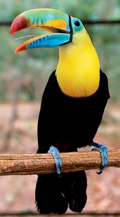 a colorful toucan sitting on top of a wooden stick in front of trees