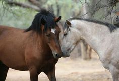 two horses standing next to each other near trees