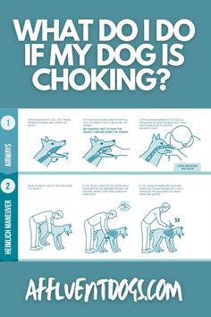 an info sheet with instructions on how to use the dog's collar