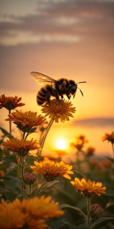 two bees sitting on top of yellow flowers in front of the sun at sunset or dawn