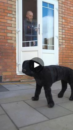 a black dog walking across a sidewalk next to a door