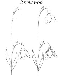 a drawing of snowdrop flowers with the words