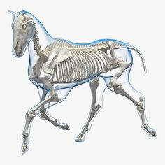 the skeleton of a horse is shown in this 3d image, and it appears to be an x - ray