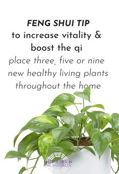 a potted plant with the words feng shu tip to increase visibility & booster the q