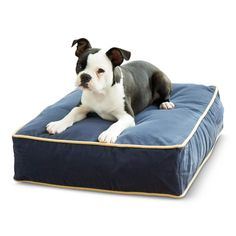 a black and white dog laying on top of a blue pillow