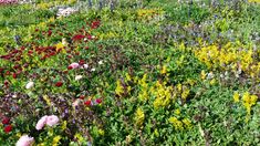 many different colored flowers growing in the grass