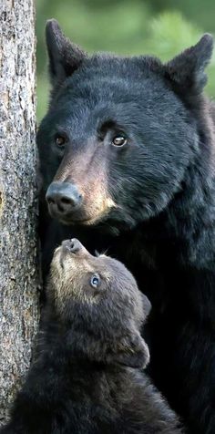 two black bears standing next to each other near a tree and looking at the camera