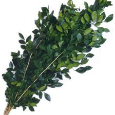 a bunch of green leaves on a white background