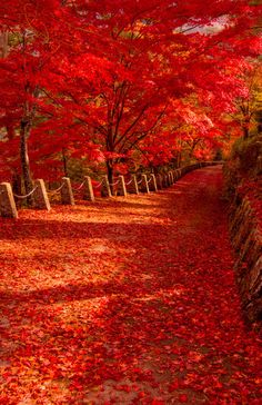 red leaves on the ground and trees with orange leaves covering them, along side a stone wall