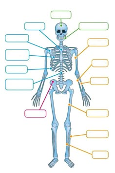 a diagram of the human body with labels for each skeleton and all its major functions