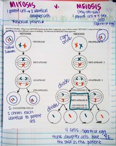 a notebook with diagrams and notes on the topic of mitos, v - 2