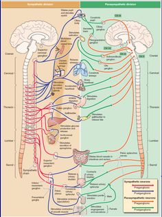 the nervous system and its major functions in human anatomy diagram for kids, medical diagrams, medical