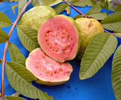 the fruit is ready to be picked from the tree