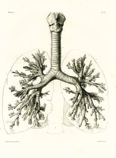 this is an illustration of the human lungs