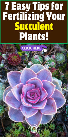 a succulent plant with the title 7 easy tips for fertiting your succulent plants