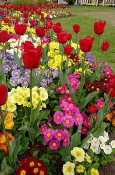 many different colored flowers in a garden