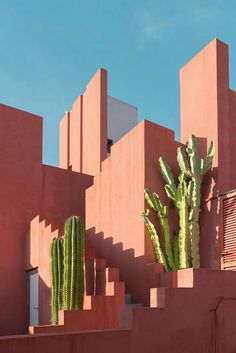 a large cactus sitting on the side of a building