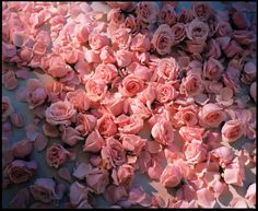 many pink roses are scattered on the ground