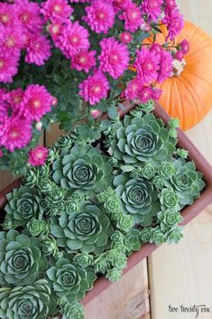 purple flowers and green plants in a brown pot on a wooden table next to a pumpkin