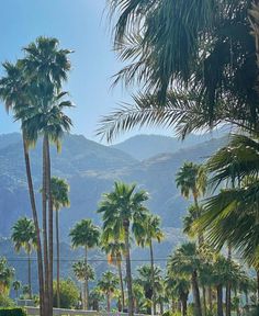 palm trees and mountains in the background