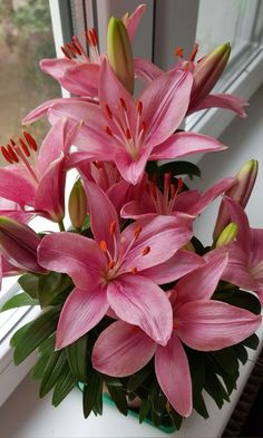 pink flowers in a green vase on a window sill