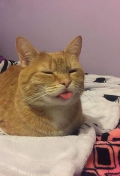 an orange cat laying on top of a bed with its eyes closed and tongue out