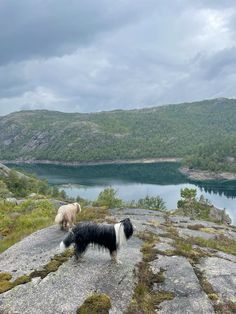 Bearded collies