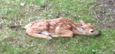 a small deer laying on top of a lush green field