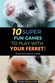 the top ten super fun games to play with your ferret