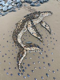 an image of a snake made out of shells on the beach