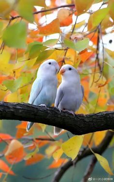 two white birds sitting on a tree branch in front of some orange and yellow leaves