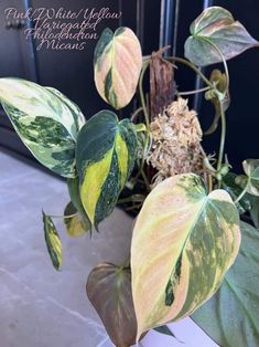 a potted plant with green and yellow leaves