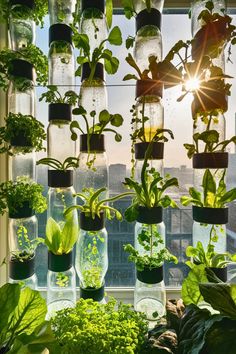 many plants are growing in glass jars on the window sill