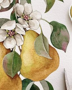 watercolor painting of pears with flowers and leaves on white paper next to scissors