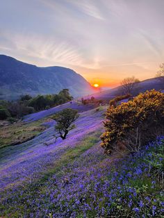 the sun is setting over a field full of wildflowers and trees in the mountains