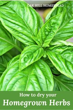 a green plant with the words how to dry your homegrown herbs on it